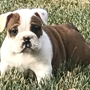 Meet your Posher, Carey